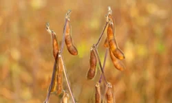 Cadastro para agricultores é atualizado